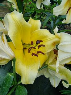 Lilia drzewiasta "Mister Cas" (Lilium)