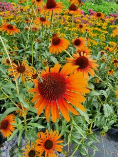 Jeżówka "Flame Thrower" (Echinacea)