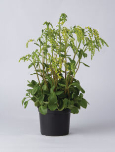 Chiastofil naprzeciwlistny (Chiastophyllum oppositifolium)