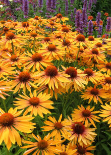 Jeżówka Purpurowa "Big Kahuna" ( Echinacea )