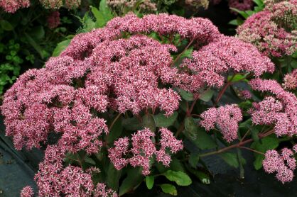 Rozchodnik Okazały "Cloud Walker" ( Sedum Spectabile )