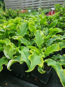 Funkia "Shadowland® Wheee!" (Hosta)