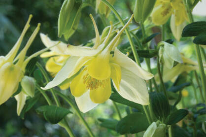 Orlik Błękitny "Spring Magic Yellow" (Aquilegia Caerulea)