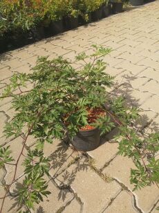 Jeżyna bezkolcowa "Thornless Evergreen" (Rubus Fruticosa)