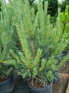 Sosna Pospolita "Watereri" (Pinus Sylvestris)