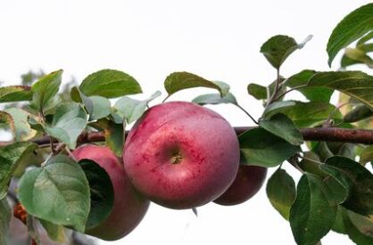 Jabłoń „Malinowa Oberlandzka” goły korzeń (Malus domestica)