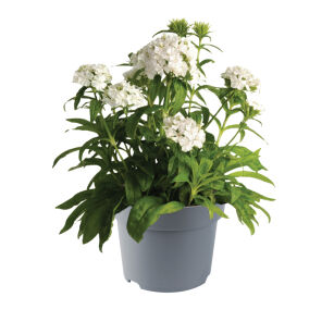 Goździk Brodaty "Dash F1 White" (Dianthus Barbatus)