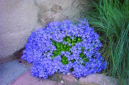 Dzwonek Gargański "Major" (Campanula garganica)