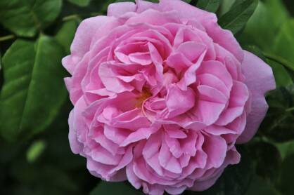 Róża Parkowa "Mary Rose" (Rosa)