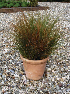 Turzyca Ceglasta "Old Gold / Prairie Fire” (Carex Testacea)