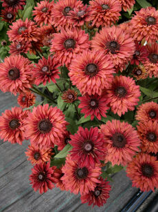 Rudbekia "Flamenco Dark Orange" (Rudbeckia)