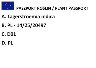 Lagerstremia indyjska "Red Imperator" - Bez Południa (Lagerstroemia indica)