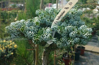 Jodła Koreańska "Kohout`s Icebreaker" szczepiona ( Abies Koreana )