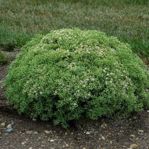 Rozchodnik  "Rock N Round Bundle of Joy" (Sedum)
