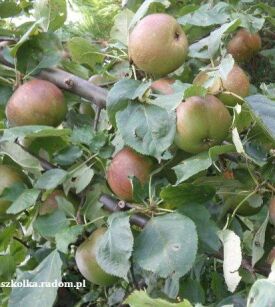 Jabłoń "Złota Reneta" goły korzeń (Malus domestica)