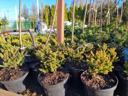 Świerk Pospolity "Wild Strawberry"  (Picea Abies)