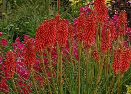 Trytoma "Red Hot Popsicle" (Kniphofia)