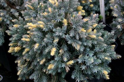 Jałowiec Łuskowy "Floreant" (Juniperus Squamata) 