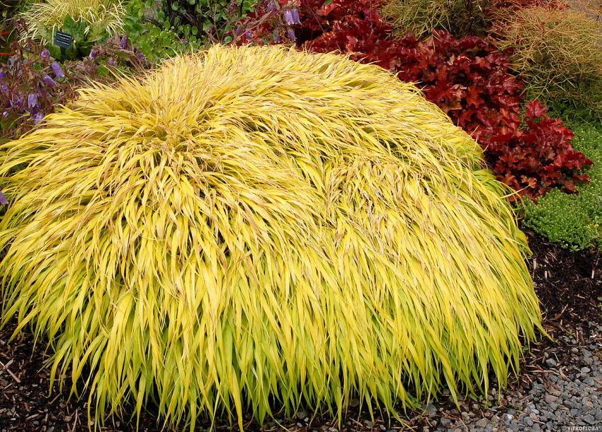 Hakonechloa Smukła 