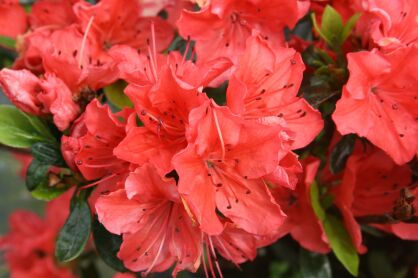 Azalia Japońska "Geisha Orange" (Azalea)