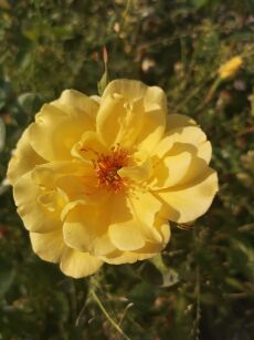 Róża Pnąca  "Golden Showers" (Rosa)
