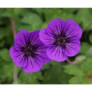 Bodziszek "Mary Anne" (Geranium)