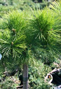 Sosna Wejmutka "Greg" szczepiona (Pinus Strobus) 