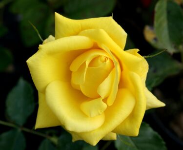 Róża Wielokwiatowa "Fresia" (Rosa)