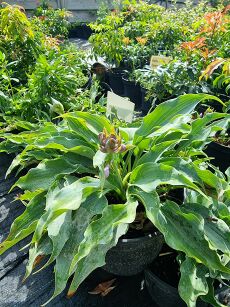 Funkia "Waterslide" (Hosta)