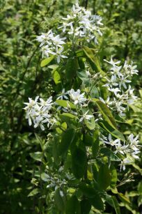 Świdośliwa Kanadyjska (Amelanchier Lamarckii)