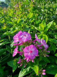 Płomyk wiechowaty "Flame Purple Eye" (Phlox Paniculata)
