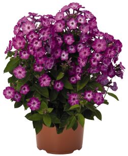 Płomyk wiechowaty "Flame Purple Eye" (Phlox Paniculata)