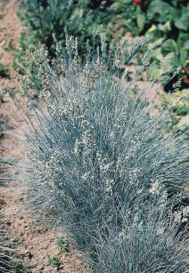 Kostrzewa Walezyjska "Glaucantha" (Festuca Valesiaca)