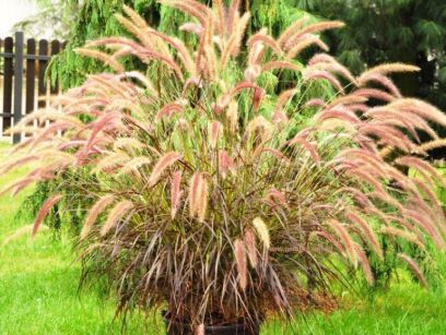 Rozplenica Obca "Rubrum" ( Pennisetum Advena)
