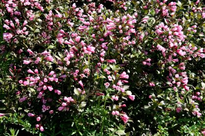 Krzewuszka Cudowna "Minor Black" (Weigela Florida)