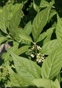 Pięknotka Bodiniera "Profusion" (Callicarpa Bodinieri)