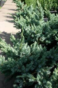 Jałowiec Łuskowy "Meyeri" (Juniperus Squamata) 