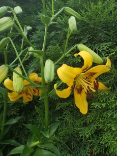 Lilia tygrysia "Yellow Tiger" (Lilium lancifolium)