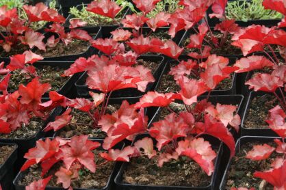 Żurawka "Paprika" (Heuchera "Paprika")