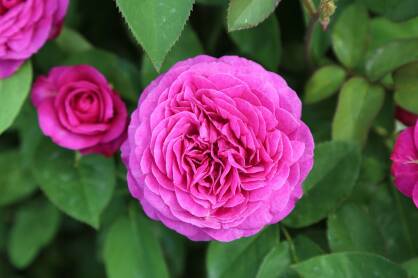 Róża "Rose de Rescht" (Rosa)