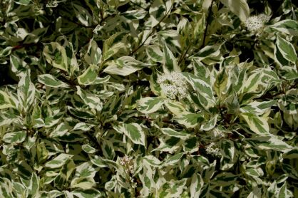 Dereń Biały "Elegantissima" (Cornus Alba)