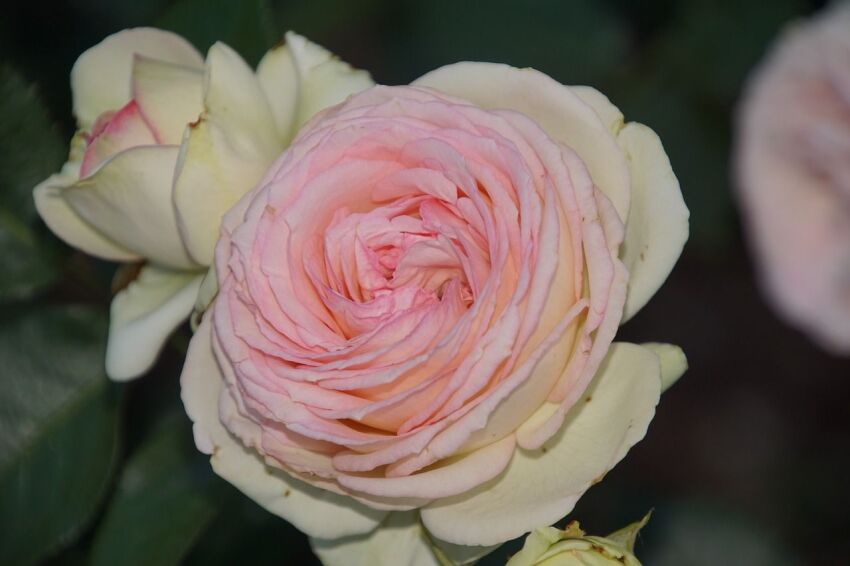Róża Rabatowa 