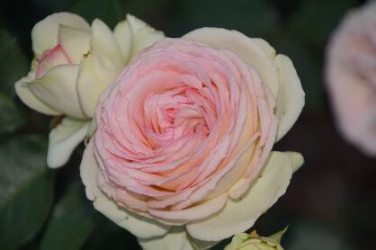 Róża Rabatowa "Pastella" (Rosa)