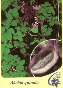 Akebia Pięciolistkowa (Akebia quinata)