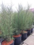 Tamaryszek Czteropręcikowy (Tamarix Tetrandra) - 2