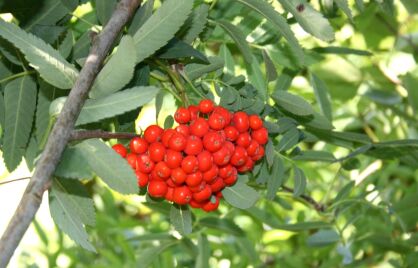 Jarząb Pospolity (Sorbus Aucuparia)
