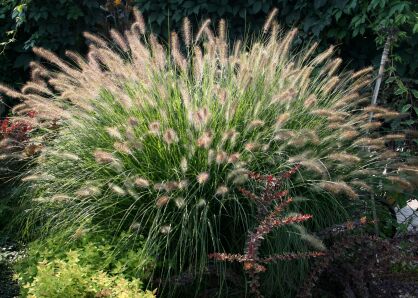 Rozplenica Japońska " Hamelen " ( Pennisetum Alopecurioides )