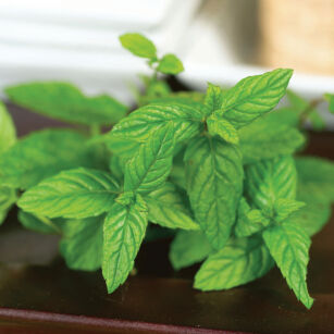 Mięta pieprzowa "Moroccan Peppermint" (Mentha Piperita)