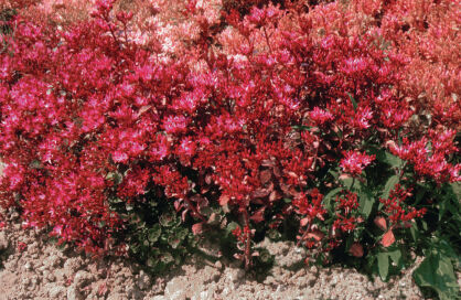 Rozchodnik Kaukaski "Coccineum" (Sedum Spurium)