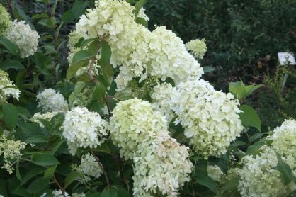 Hortensja Bukietowa "Polar Bear" (Hydrangea Paniculata)